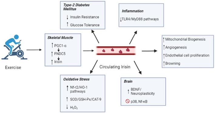 https://cdn.ncbi.nlm.nih.gov/pmc/blobs/0574/9951776/c93d96edc4e5/fendo-14-1106529-g002.jpg