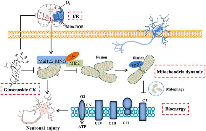 https://cdn.ncbi.nlm.nih.gov/pmc/blobs/0576/10214289/63adde0ec3d1/ga1.jpg