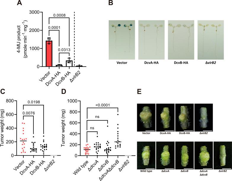 https://cdn.ncbi.nlm.nih.gov/pmc/blobs/0577/12077199/4dd82cfe3c6b/mbio.00039-25.f001.jpg