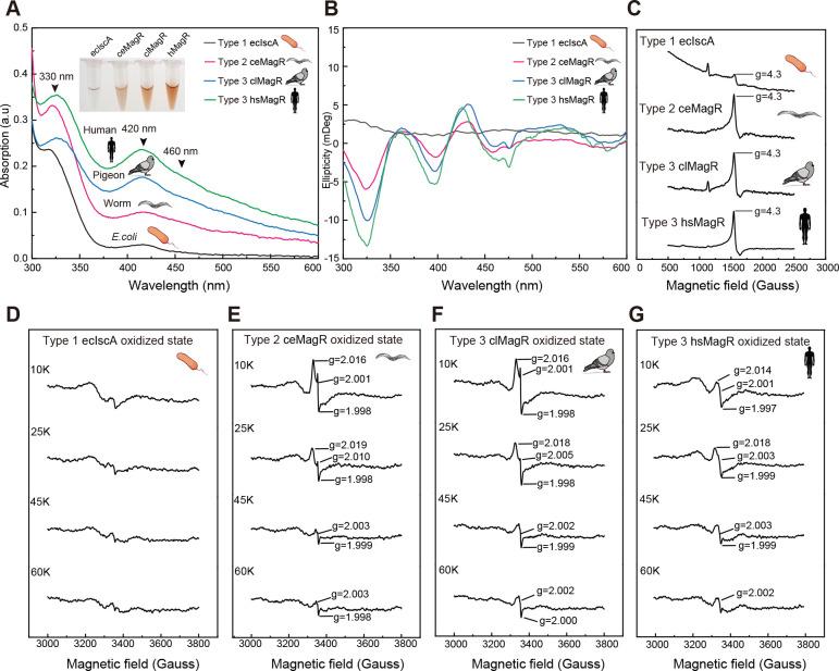 https://cdn.ncbi.nlm.nih.gov/pmc/blobs/0579/11298677/104d437050b7/zr-45-4-821-4.jpg