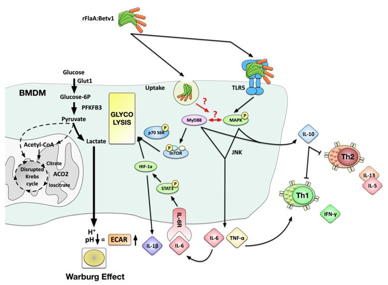 https://cdn.ncbi.nlm.nih.gov/pmc/blobs/057c/8534024/502f99694d13/cells-10-02614-g009.jpg