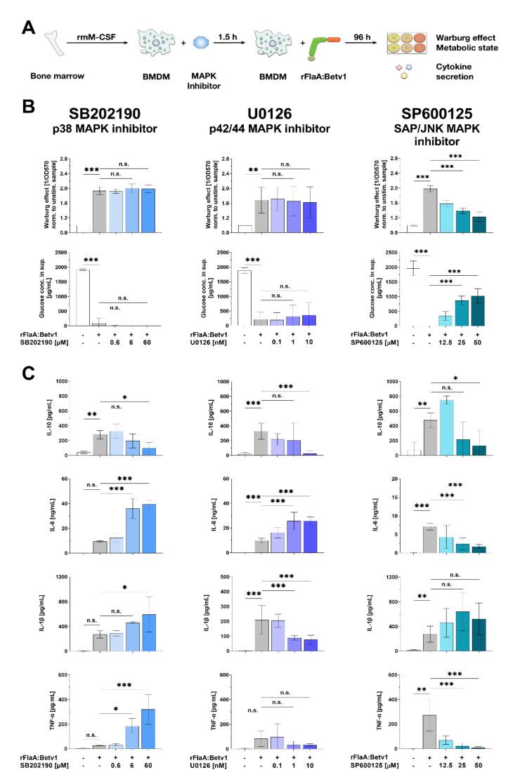 https://cdn.ncbi.nlm.nih.gov/pmc/blobs/057c/8534024/cd835d4e5bc0/cells-10-02614-g006.jpg