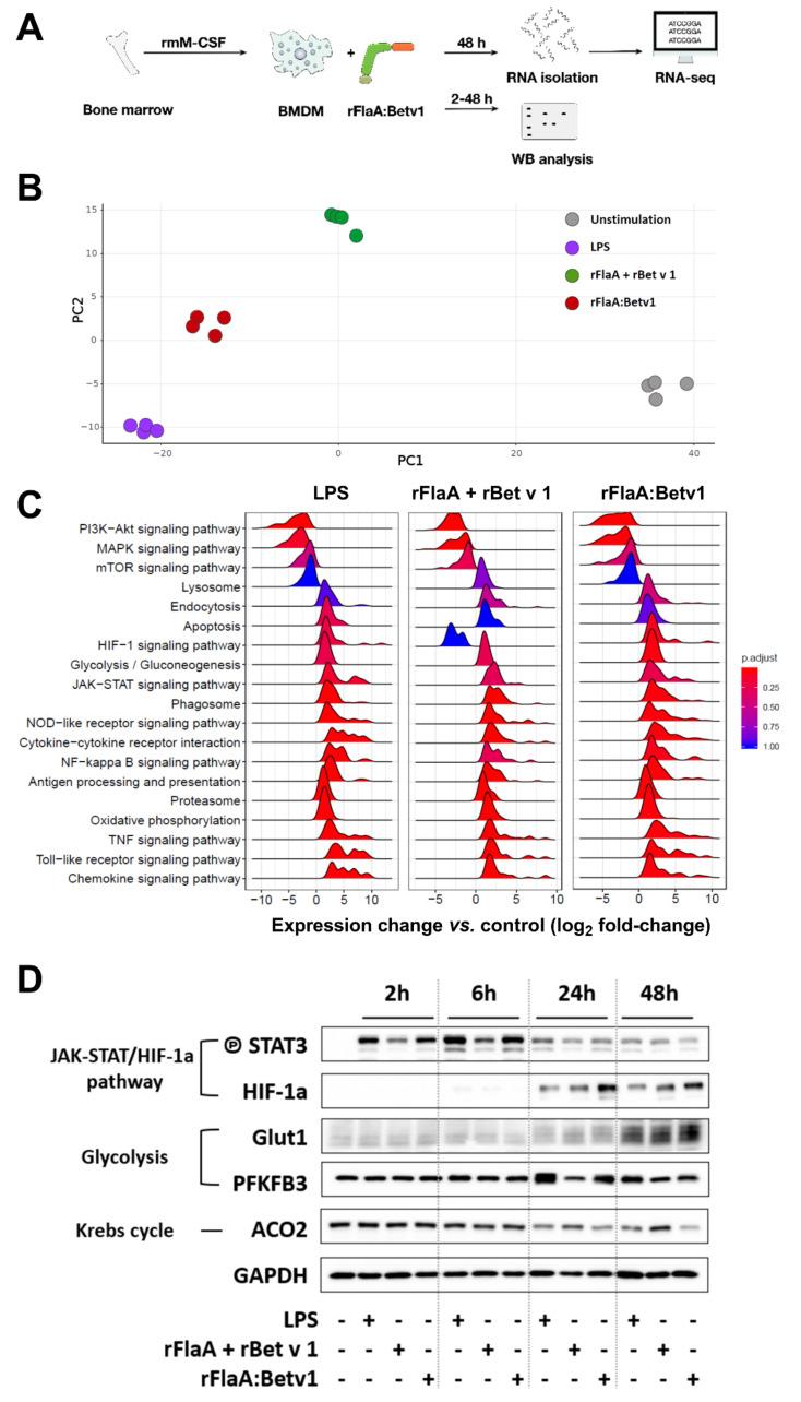 https://cdn.ncbi.nlm.nih.gov/pmc/blobs/057c/8534024/ee0f80a70637/cells-10-02614-g008.jpg