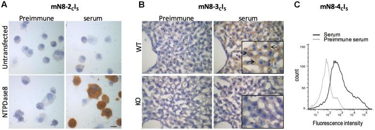 https://cdn.ncbi.nlm.nih.gov/pmc/blobs/0580/5341173/06e7f3cd7a7e/fphar-08-00115-g002.jpg