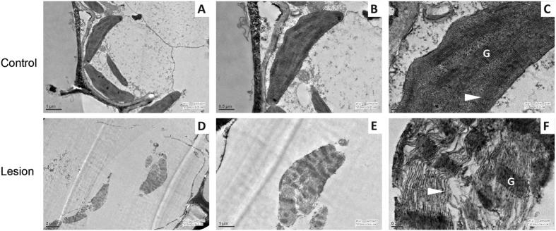 https://cdn.ncbi.nlm.nih.gov/pmc/blobs/0585/5292701/0357f192606a/srep41610-f3.jpg