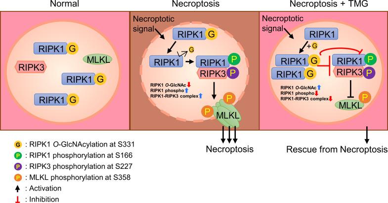 https://cdn.ncbi.nlm.nih.gov/pmc/blobs/0586/10289004/090dbde864a7/fimmu-14-1160490-g006.jpg