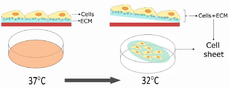 https://cdn.ncbi.nlm.nih.gov/pmc/blobs/0588/8945901/e4a27ce66090/biomolecules-12-00435-g001.jpg