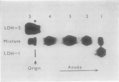 https://cdn.ncbi.nlm.nih.gov/pmc/blobs/058a/1176279/d236f0534fd7/jcpsuppasso00002-0016-a.jpg