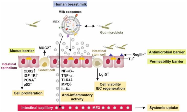 https://cdn.ncbi.nlm.nih.gov/pmc/blobs/058d/8228670/fa1724b390cd/biomolecules-11-00851-g002.jpg