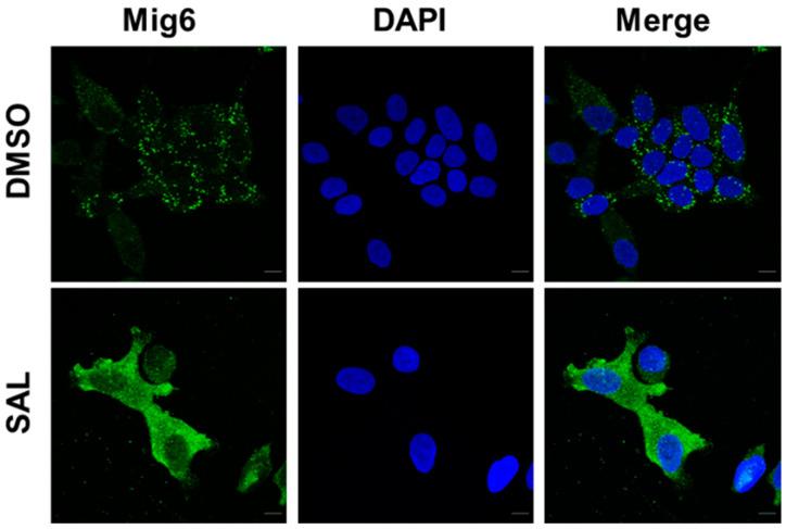 https://cdn.ncbi.nlm.nih.gov/pmc/blobs/058e/9405759/e33043d682d1/biomolecules-12-01048-g003.jpg