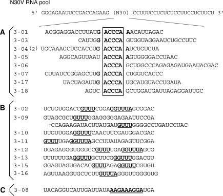 https://cdn.ncbi.nlm.nih.gov/pmc/blobs/058f/548359/893d32693454/gki215f2.jpg