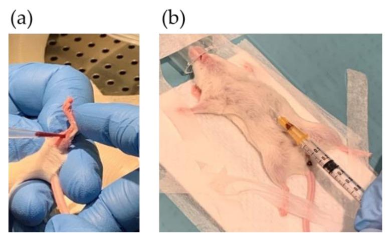 https://cdn.ncbi.nlm.nih.gov/pmc/blobs/0590/8000445/b9a42d5a91df/biomedicines-09-00282-g005.jpg