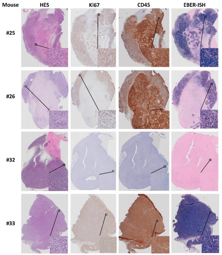 https://cdn.ncbi.nlm.nih.gov/pmc/blobs/0590/8000445/ccb4b5d5042d/biomedicines-09-00282-g014.jpg