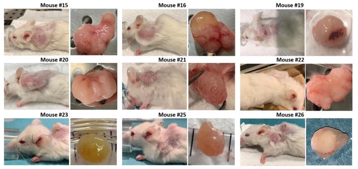 https://cdn.ncbi.nlm.nih.gov/pmc/blobs/0590/8000445/ef8f9bfe50a2/biomedicines-09-00282-g010.jpg