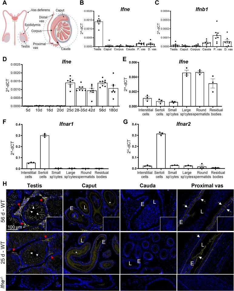 https://cdn.ncbi.nlm.nih.gov/pmc/blobs/0593/11637430/62142f6f6e6e/ppat.1012702.g001.jpg