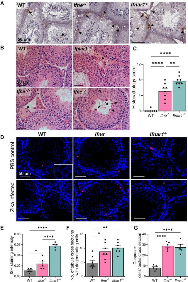 https://cdn.ncbi.nlm.nih.gov/pmc/blobs/0593/11637430/99ad6953dfae/ppat.1012702.g003.jpg