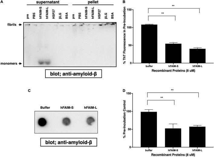 https://cdn.ncbi.nlm.nih.gov/pmc/blobs/0594/8712662/a91040a65754/fnmol-14-750578-g004.jpg
