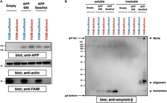 https://cdn.ncbi.nlm.nih.gov/pmc/blobs/0594/8712662/e02885efc91c/fnmol-14-750578-g001.jpg