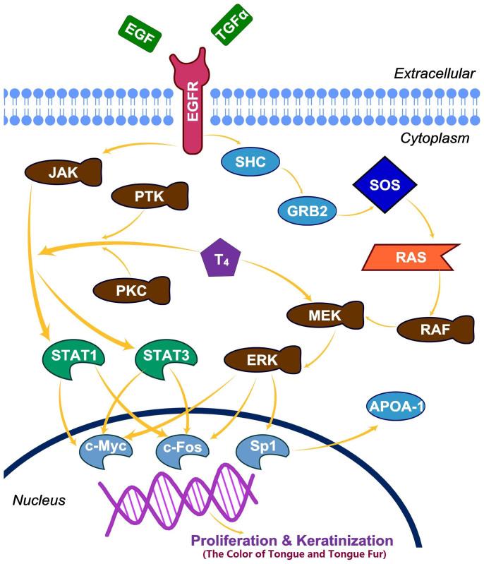 https://cdn.ncbi.nlm.nih.gov/pmc/blobs/0595/4369723/2d3863be8418/srep09395-f5.jpg