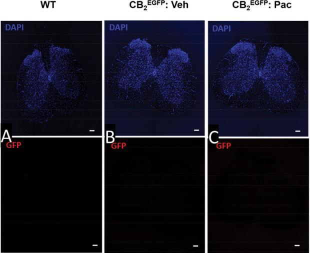 https://cdn.ncbi.nlm.nih.gov/pmc/blobs/0595/9009323/1342f13e37ca/jop-163-834-g008.jpg
