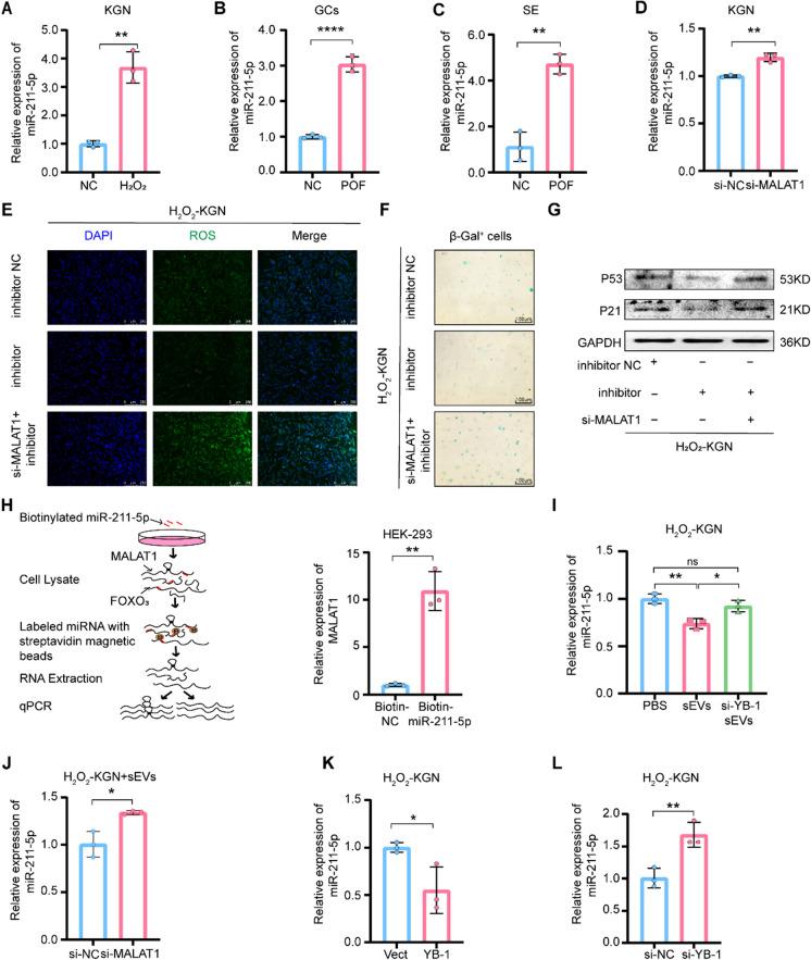 https://cdn.ncbi.nlm.nih.gov/pmc/blobs/0599/11068691/12f7d44fa518/10565_2024_9871_Fig3_HTML.jpg