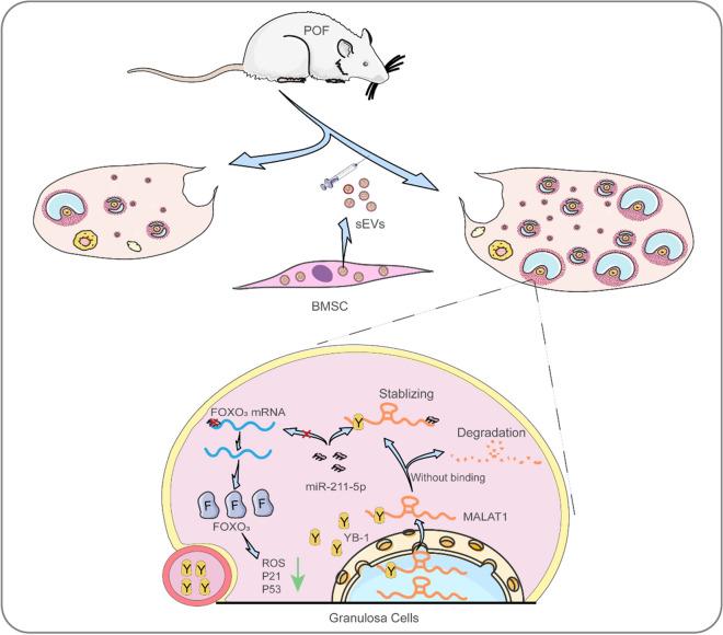 https://cdn.ncbi.nlm.nih.gov/pmc/blobs/0599/11068691/b49013d30393/10565_2024_9871_Fig7_HTML.jpg