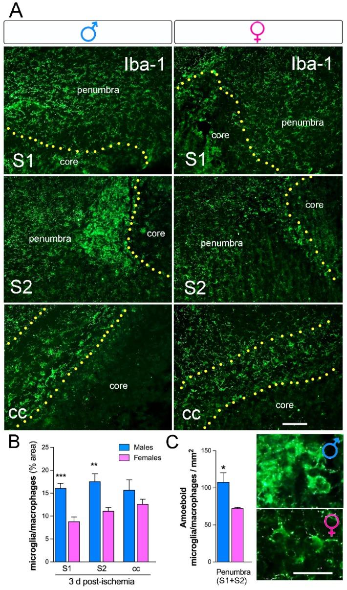 https://cdn.ncbi.nlm.nih.gov/pmc/blobs/0599/6695584/6421ad75c5e2/ijms-20-03809-g005.jpg