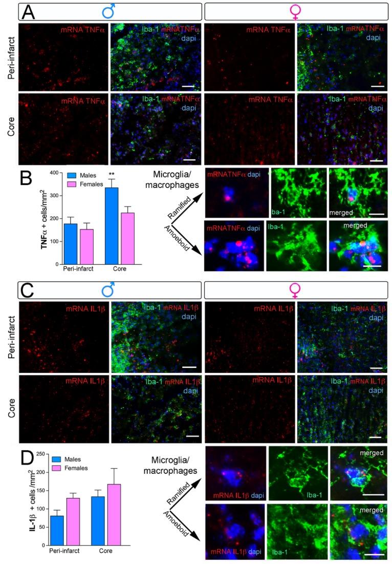 https://cdn.ncbi.nlm.nih.gov/pmc/blobs/0599/6695584/7e641886bdcc/ijms-20-03809-g003.jpg