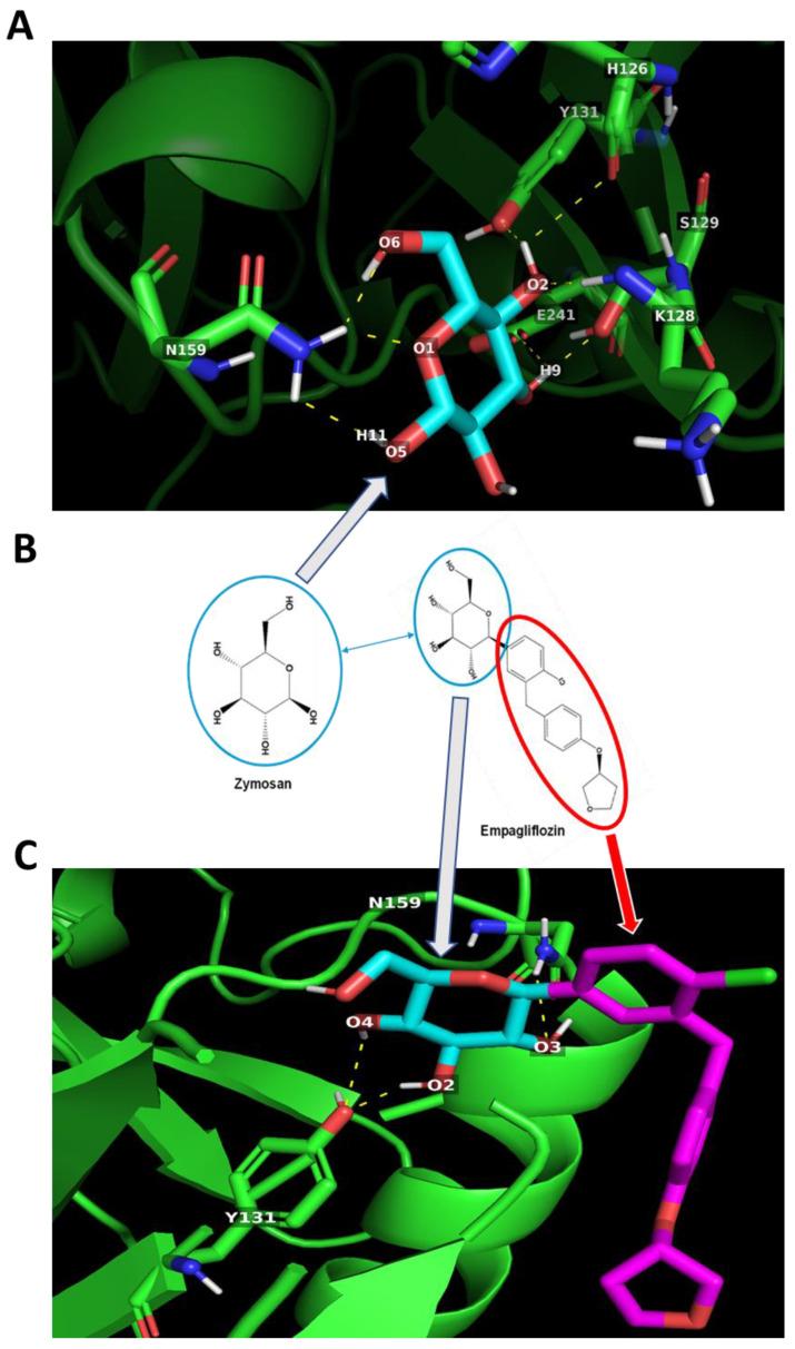 https://cdn.ncbi.nlm.nih.gov/pmc/blobs/059a/10003317/b4cf7a3ced70/ijms-24-04785-g005.jpg