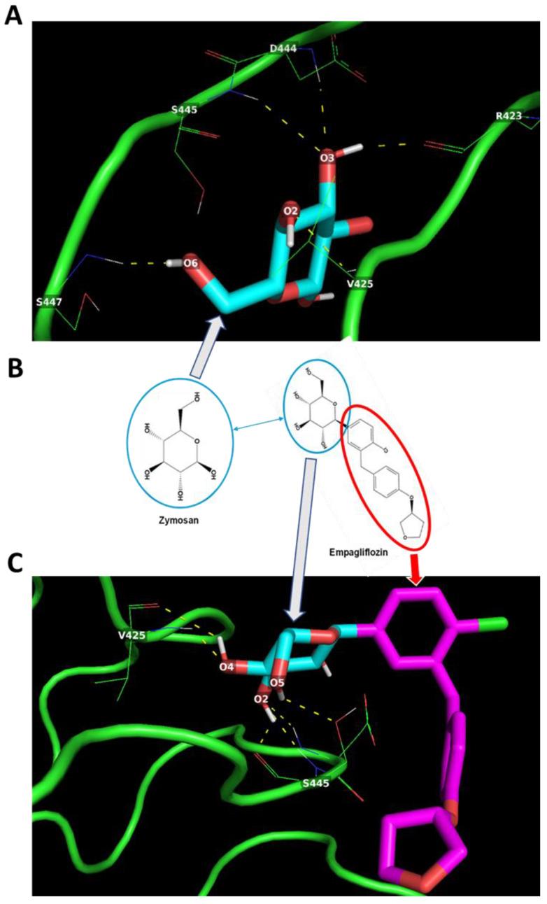https://cdn.ncbi.nlm.nih.gov/pmc/blobs/059a/10003317/e76a744bca92/ijms-24-04785-g004.jpg