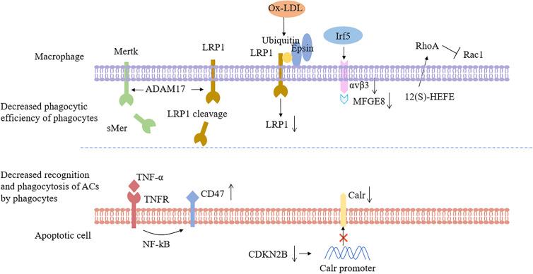 https://cdn.ncbi.nlm.nih.gov/pmc/blobs/059a/7883484/4db7983eda89/fendo-11-585285-g002.jpg