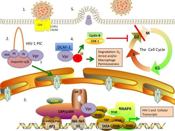 https://cdn.ncbi.nlm.nih.gov/pmc/blobs/059b/3090340/61cd892a14b9/1742-4690-8-25-1.jpg
