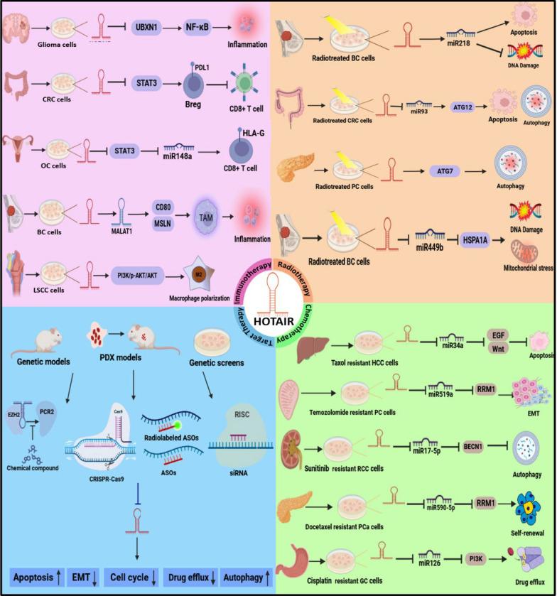 https://cdn.ncbi.nlm.nih.gov/pmc/blobs/059f/11660992/75eee1fbd3f1/12935_2024_3612_Fig3_HTML.jpg