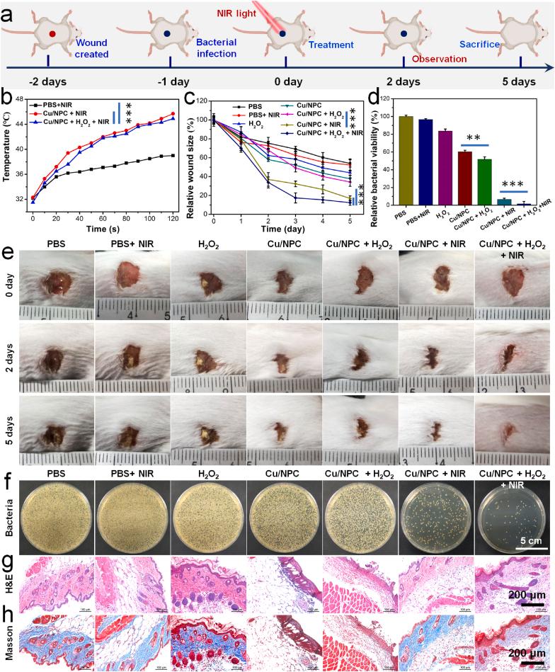 https://cdn.ncbi.nlm.nih.gov/pmc/blobs/05a1/8111038/6d888ccaddd7/gr6.jpg
