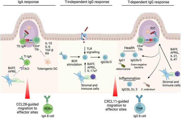 https://cdn.ncbi.nlm.nih.gov/pmc/blobs/05a8/9285483/fc2effb2c92f/SJI-95-0-g001.jpg
