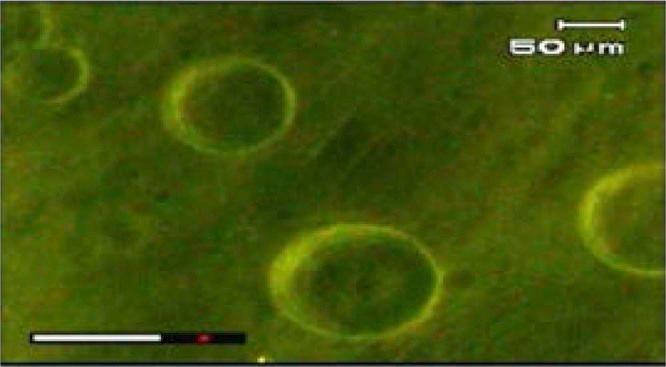 https://cdn.ncbi.nlm.nih.gov/pmc/blobs/05ad/7032187/41cf5ca3ee1f/ajps461-fig-0001.jpg