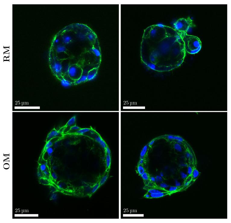 https://cdn.ncbi.nlm.nih.gov/pmc/blobs/05b0/12347893/02e82bfb250c/materials-18-03538-g005.jpg