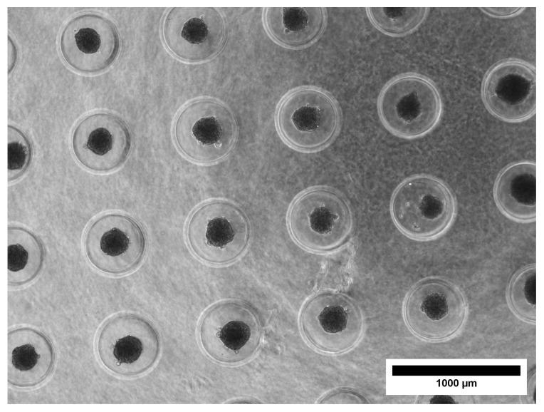 https://cdn.ncbi.nlm.nih.gov/pmc/blobs/05b0/12347893/04ff35884ee2/materials-18-03538-g002.jpg