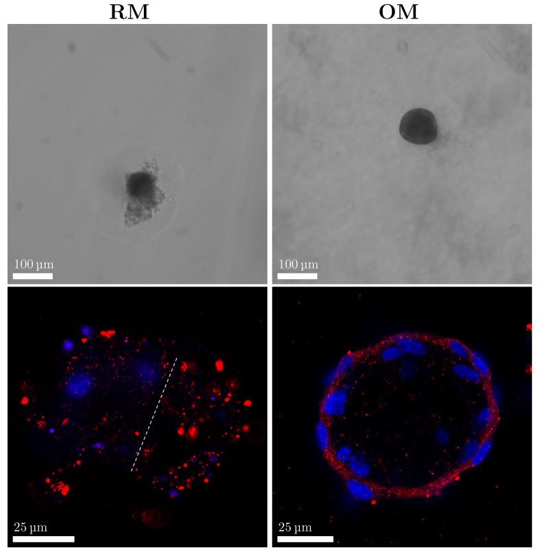 https://cdn.ncbi.nlm.nih.gov/pmc/blobs/05b0/12347893/29ca0451668e/materials-18-03538-g004.jpg