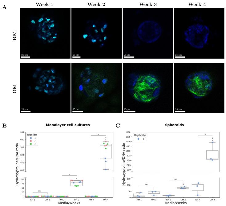 https://cdn.ncbi.nlm.nih.gov/pmc/blobs/05b0/12347893/7745945398ef/materials-18-03538-g007.jpg