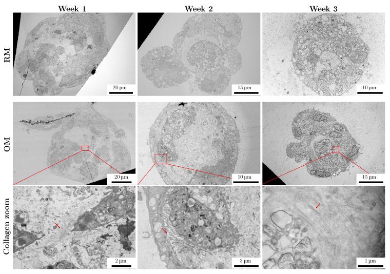 https://cdn.ncbi.nlm.nih.gov/pmc/blobs/05b0/12347893/8e41f4e24e13/materials-18-03538-g008.jpg