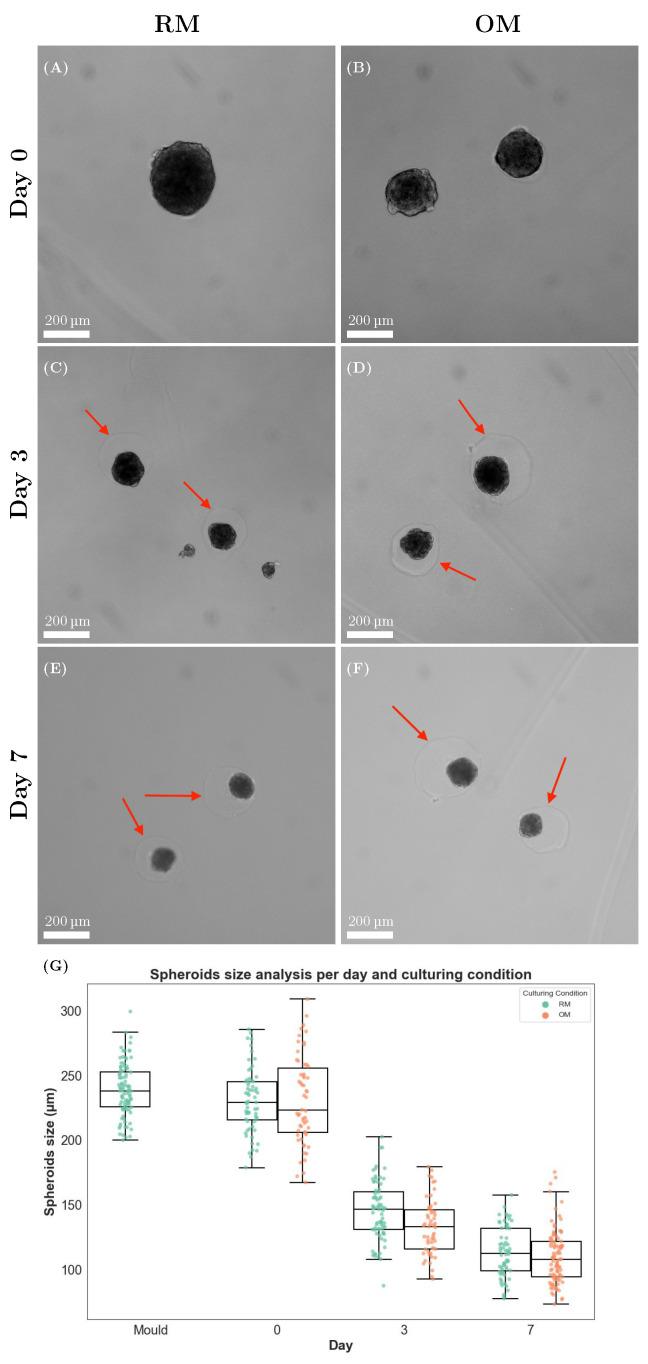 https://cdn.ncbi.nlm.nih.gov/pmc/blobs/05b0/12347893/8e52719cfd14/materials-18-03538-g003.jpg