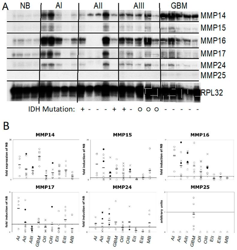 https://cdn.ncbi.nlm.nih.gov/pmc/blobs/05b1/7565296/52943888b086/cancers-12-02456-g001.jpg
