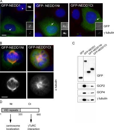https://cdn.ncbi.nlm.nih.gov/pmc/blobs/05b3/2063671/a79ff22fa996/jcb1720505f05.jpg