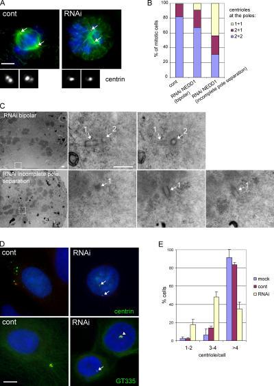 https://cdn.ncbi.nlm.nih.gov/pmc/blobs/05b3/2063671/f71b4f66ae51/jcb1720505f07.jpg