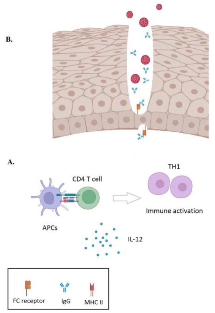 https://cdn.ncbi.nlm.nih.gov/pmc/blobs/05b8/9867070/05fe0ce03f7d/viruses-15-00141-g001.jpg