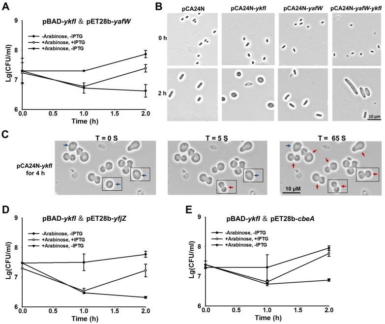 https://cdn.ncbi.nlm.nih.gov/pmc/blobs/05b9/5371832/8c65f6847191/toxins-09-00077-g002.jpg