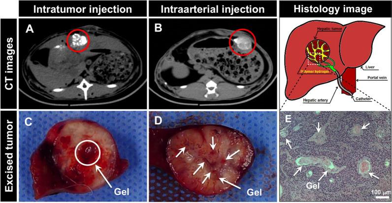 https://cdn.ncbi.nlm.nih.gov/pmc/blobs/05b9/9969656/a3db06aa633f/12951_2023_1820_Fig6_HTML.jpg