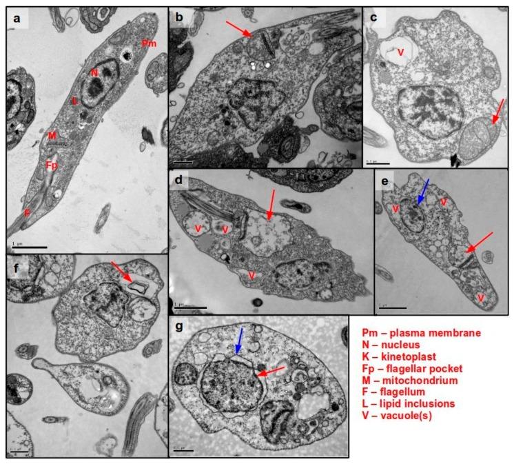 https://cdn.ncbi.nlm.nih.gov/pmc/blobs/05bb/6154613/5567ec68221f/molecules-22-00685-g004.jpg
