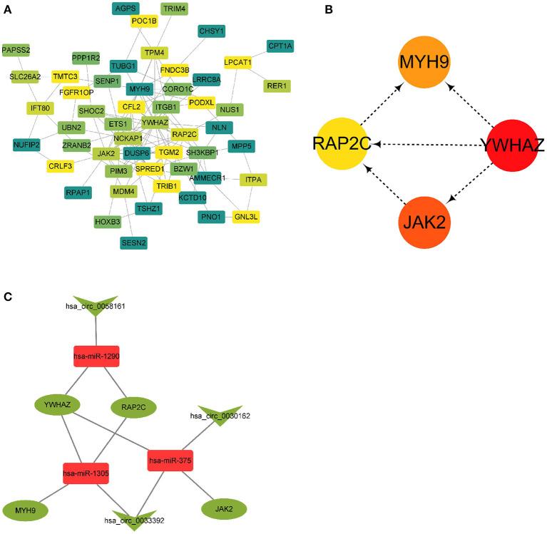 https://cdn.ncbi.nlm.nih.gov/pmc/blobs/05bc/7924221/bdc0d9853bcb/fgene-11-627459-g0005.jpg